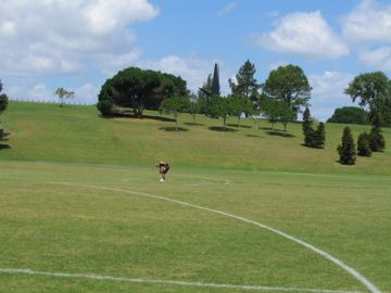 Auckland domain
