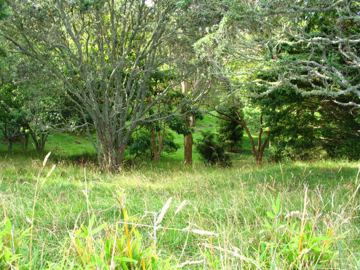 Mt albert