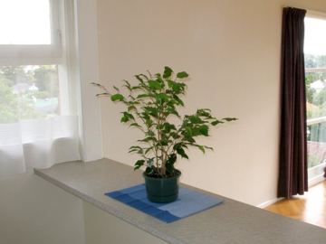 Benjaminek
