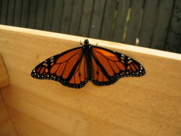 Monarch butterfly