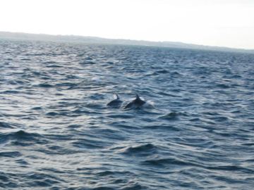 Delfini