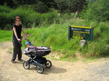 Waiomu kauri walk
