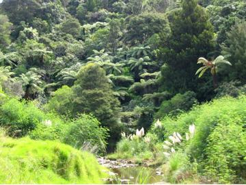Waiomu prvni pohled
