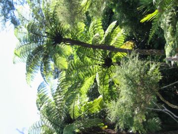 Waiomu