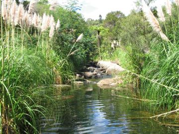 Waiomu