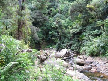 Waiomu