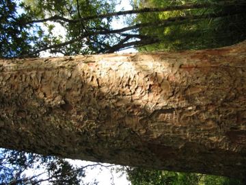 Waiomu kauri