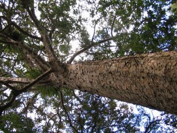 Waiomu kauri