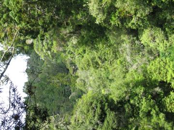 Waiomu vyhlidka
