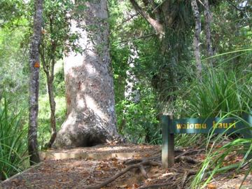 Waiomu kauri