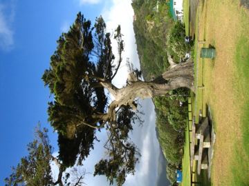 Piha tree