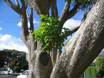 Takapuna strom na strome