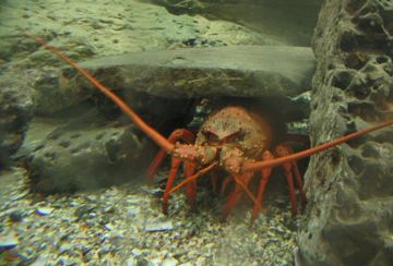 Langusta