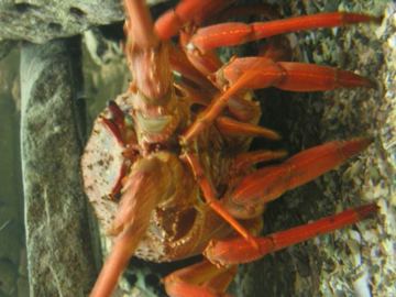 Langusta2