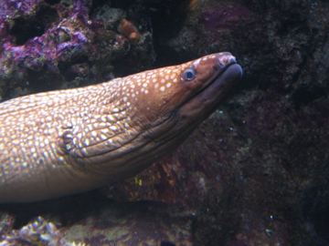 Murena