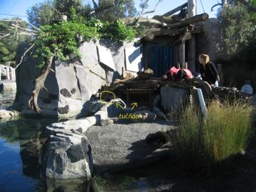 Tucnaci