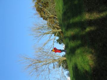 Onetree