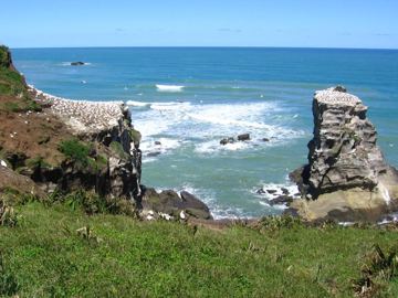 Muriwai cliff