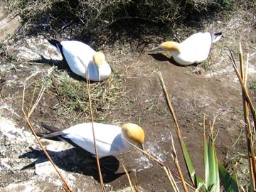 Muriwai gannets