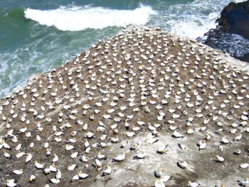 Muriwai gannet colony