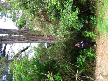 Waitakere stromecek drobecek