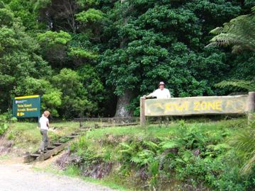 Twin kauri