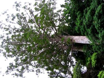 Twin kauri