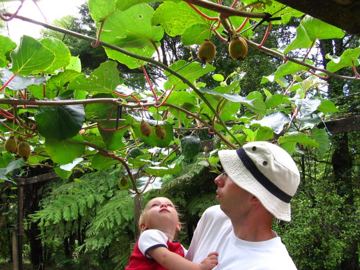 Waterworks kiwifruit