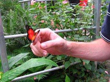 Butterfly creek motyl