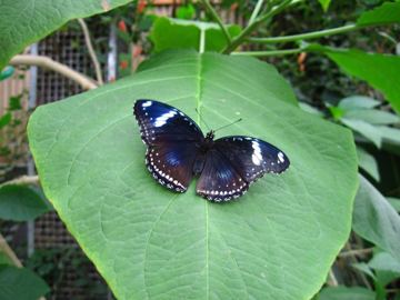 Butterfly creek motyl