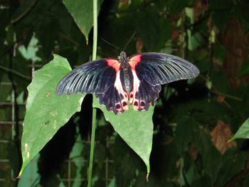 Butterfly creek motyl