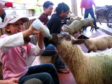 Sheepworld