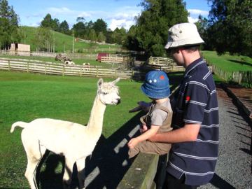 Sheepworld lama