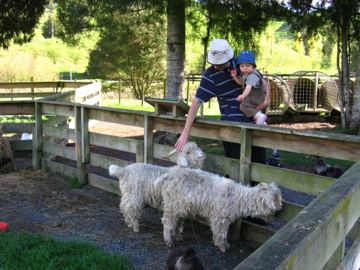 Sheepworld