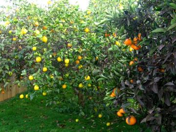 Lemon tree