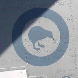 Whenuapai kiwi