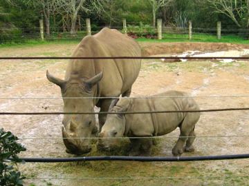 Hamilton zoo