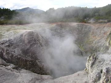 Waiotapu birds nest