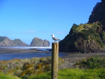 Piha racek