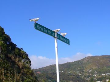 Piha rackove