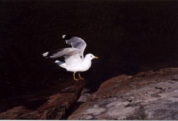 Photo 4-31